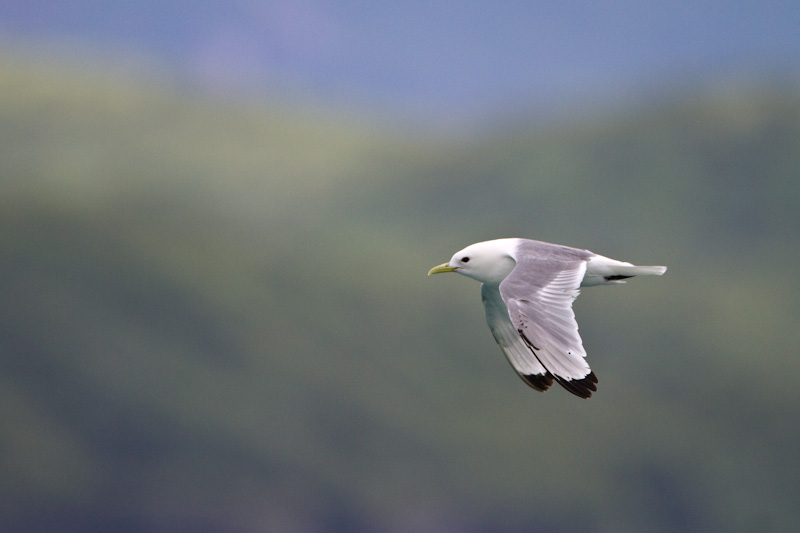 Black-Legged Kittiwake In Flight